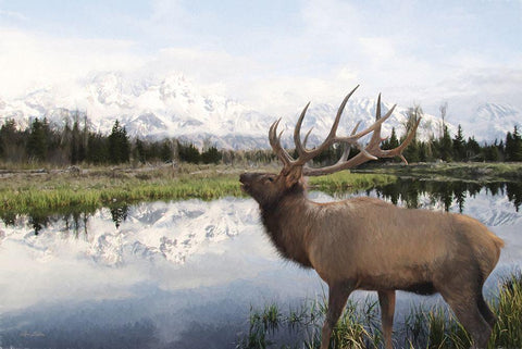 Bull Elk in Tetons White Modern Wood Framed Art Print with Double Matting by Deiter, Lori