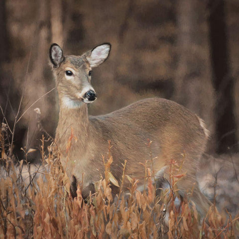 Whitetail Deer White Modern Wood Framed Art Print by Deiter, Lori