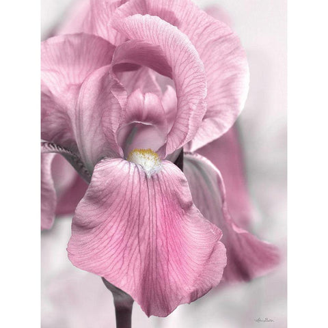 Pink Iris White Modern Wood Framed Art Print by Deiter, Lori