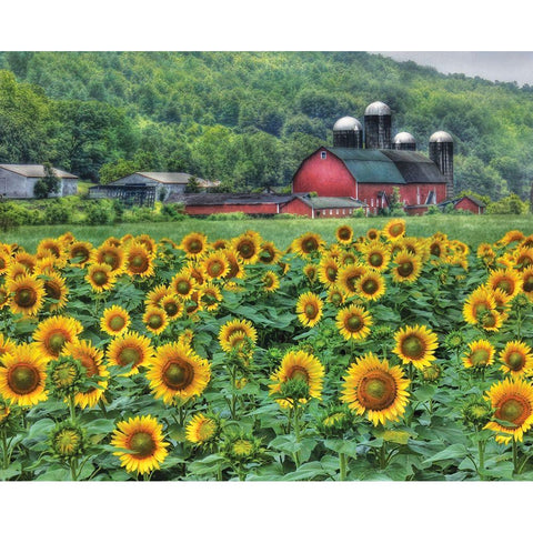 Sunflower Farm Black Modern Wood Framed Art Print with Double Matting by Deiter, Lori