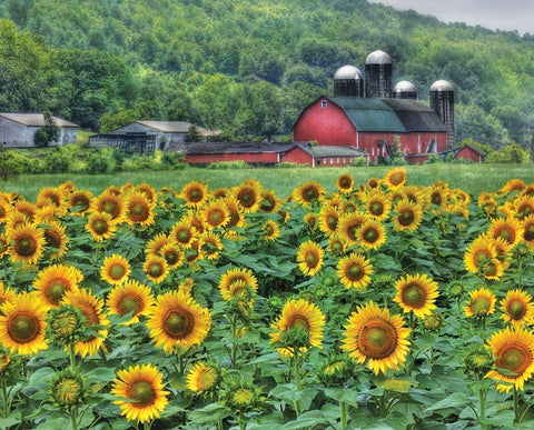 Sunflower Farm Black Ornate Wood Framed Art Print with Double Matting by Deiter, Lori