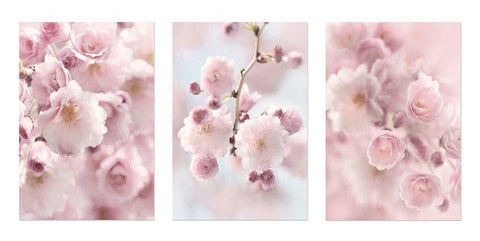 Weeping Cherry Trio White Modern Wood Framed Art Print with Double Matting by Deiter, Lori