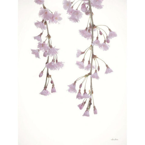 Weeping Cherry on White I Black Modern Wood Framed Art Print with Double Matting by Deiter, Lori