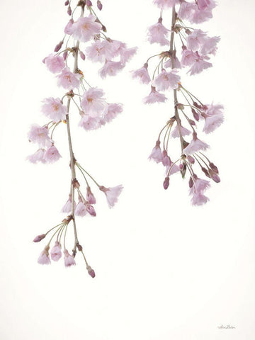 Weeping Cherry on White II Black Ornate Wood Framed Art Print with Double Matting by Deiter, Lori