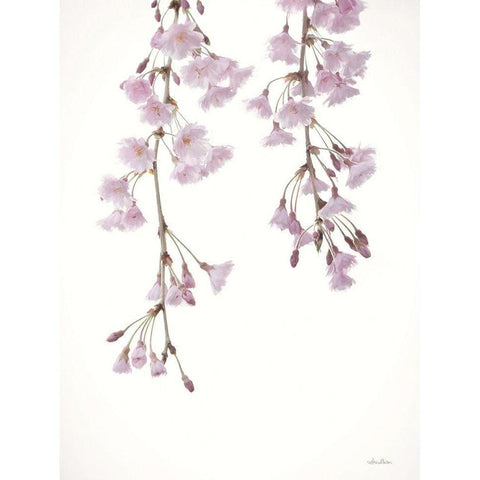 Weeping Cherry on White II Gold Ornate Wood Framed Art Print with Double Matting by Deiter, Lori