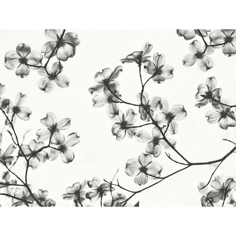 Dogwood Blossom Silhouette Black Modern Wood Framed Art Print with Double Matting by Deiter, Lori