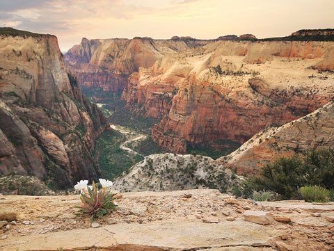 Zion Desert Life White Modern Wood Framed Art Print with Double Matting by Deiter, Lori