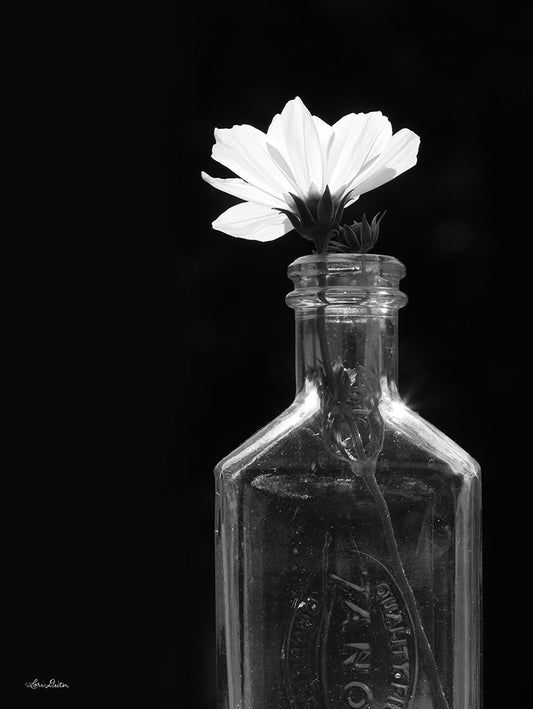 Image Only