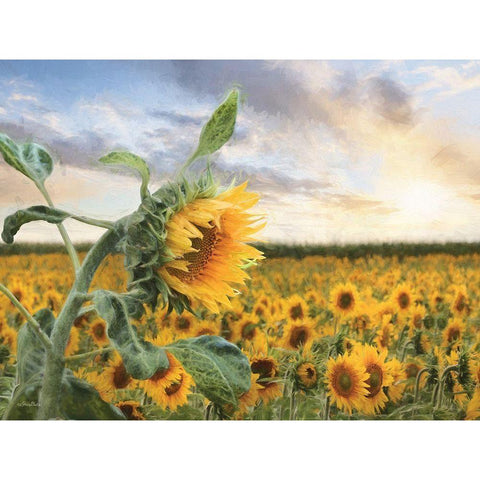 Sunflower Sunrise White Modern Wood Framed Art Print by Deiter, Lori