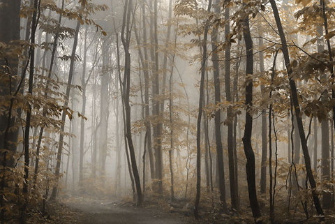 Foggy Forest in Fall Black Ornate Wood Framed Art Print with Double Matting by Deiter, Lori