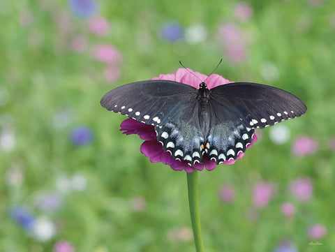 Butterfly Resting Spot II Black Modern Wood Framed Art Print by Deiter, Lori