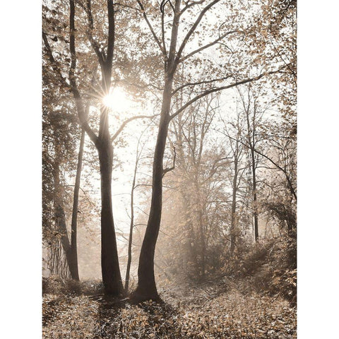 Woodland Sunrise White Modern Wood Framed Art Print by Deiter, Lori