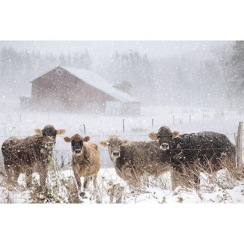 Cold Cows on the Farm Black Modern Wood Framed Art Print with Double Matting by Deiter, Lori