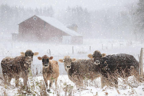 Cold Cows on the Farm White Modern Wood Framed Art Print with Double Matting by Deiter, Lori