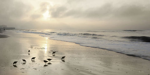 Sandpipers at Sunrise Black Modern Wood Framed Art Print by Deiter, Lori