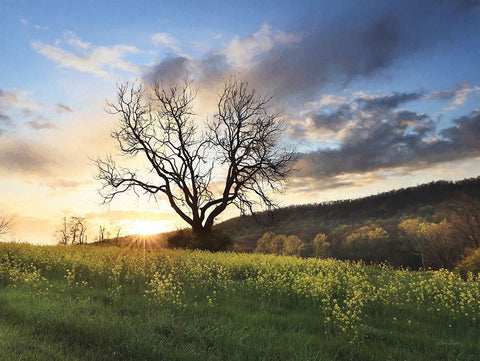 Clark Valley Sunset White Modern Wood Framed Art Print with Double Matting by Deiter, Lori