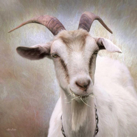 Up Close Goat White Modern Wood Framed Art Print by Deiter, Lori