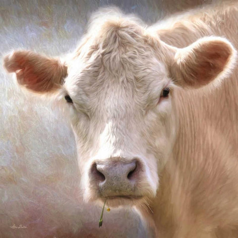 Up Close Cow White Modern Wood Framed Art Print by Deiter, Lori