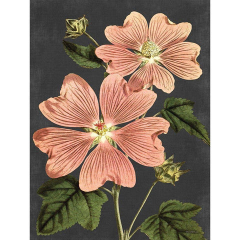 Pink Anemone Black Modern Wood Framed Art Print by Lettered And Lined