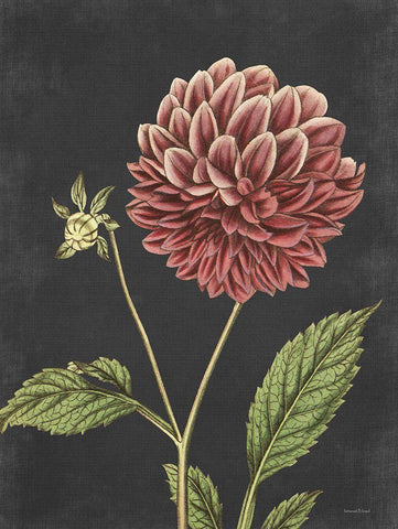 Dahlia Black Ornate Wood Framed Art Print with Double Matting by Lettered And Lined