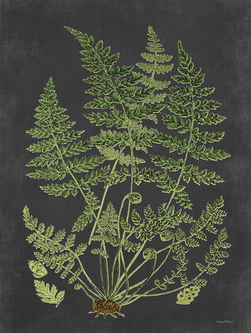 Fern Study White Modern Wood Framed Art Print with Double Matting by Lettered and Lined