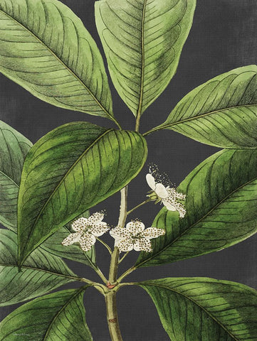 Grand Leaves Black Ornate Wood Framed Art Print with Double Matting by Lettered and Lined