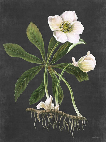 Hellebore Black Modern Wood Framed Art Print by Lettered and Lined