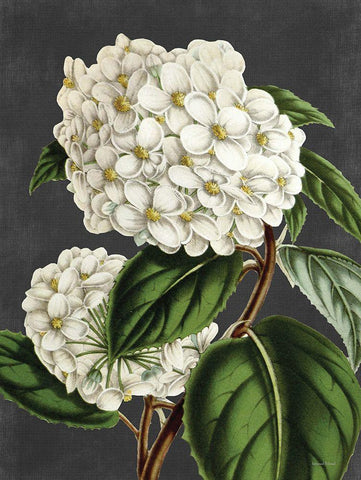 Hydrangea White Modern Wood Framed Art Print with Double Matting by Lettered And Lined