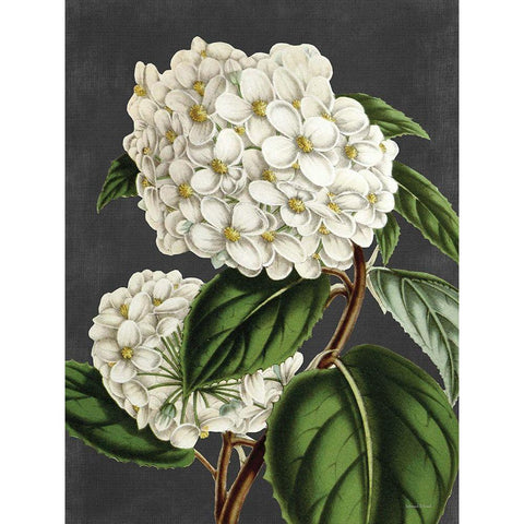 Hydrangea Black Modern Wood Framed Art Print by Lettered And Lined