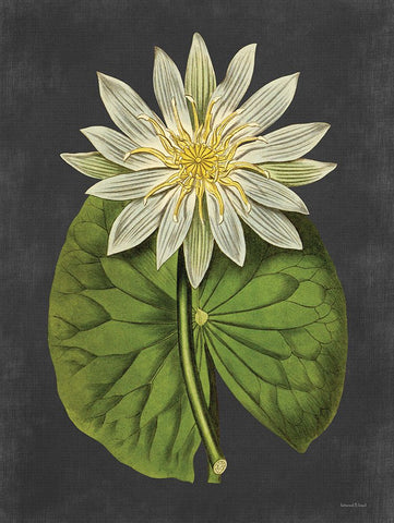Lily Black Ornate Wood Framed Art Print with Double Matting by Lettered and Lined