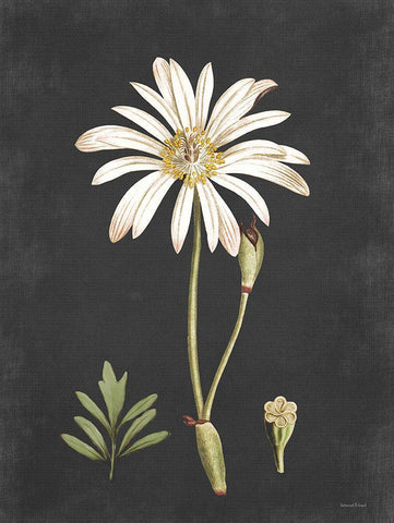 Naturalist Bloom Study Black Ornate Wood Framed Art Print with Double Matting by Lettered And Lined