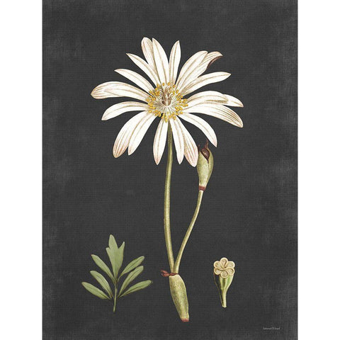 Naturalist Bloom Study White Modern Wood Framed Art Print by Lettered And Lined