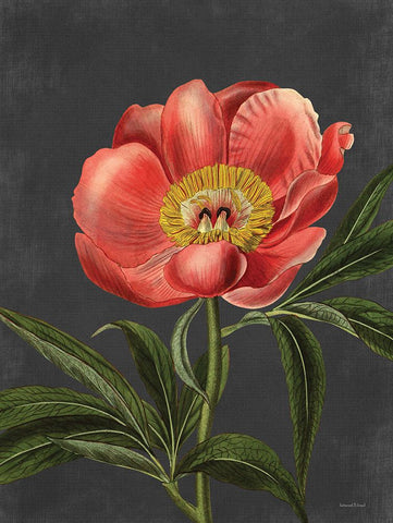 Peony Black Modern Wood Framed Art Print by Lettered and Lined
