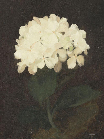 Vintage White Hydrangea White Modern Wood Framed Art Print with Double Matting by Lettered And Lined