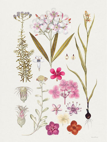 Vintage Bloom Study White Modern Wood Framed Art Print with Double Matting by Lettered And Lined