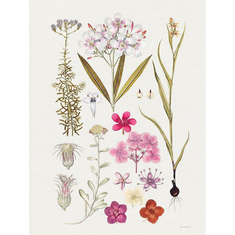 Vintage Bloom Study Black Modern Wood Framed Art Print by Lettered And Lined