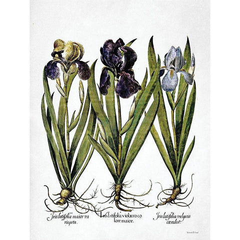 Iris Botanical I Gold Ornate Wood Framed Art Print with Double Matting by Lettered And Lined
