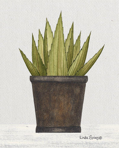 Potted Aloe Vera White Modern Wood Framed Art Print with Double Matting by Spivey, Linda