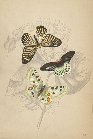 Butterfly Trio Black Ornate Wood Framed Art Print with Double Matting by Lux + Me Designs