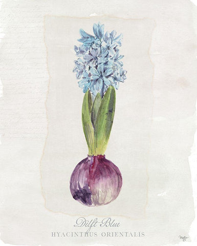 Hyacinthus Orientalis I White Modern Wood Framed Art Print with Double Matting by Mollie B.