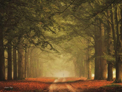 Misty Walk White Modern Wood Framed Art Print with Double Matting by Podt, Martin