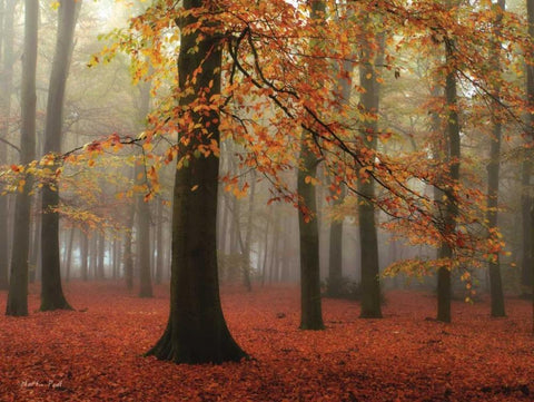 Miss Misty Black Ornate Wood Framed Art Print with Double Matting by Podt, Martin