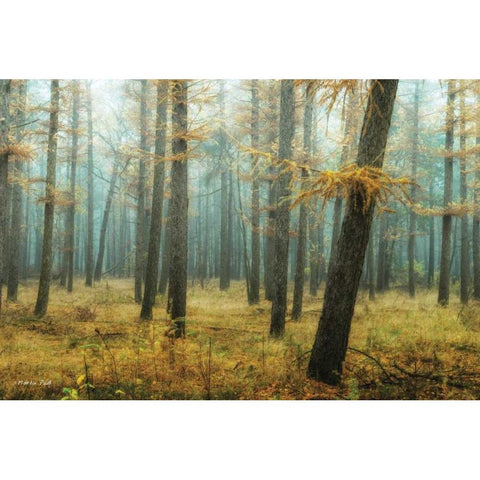 Holterberg in the Mist Black Modern Wood Framed Art Print by Podt, Martin