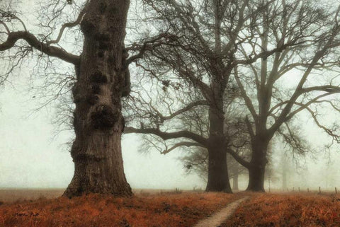 Misty Trees Black Ornate Wood Framed Art Print with Double Matting by Podt, Martin