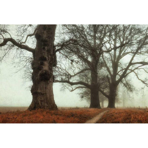 Misty Trees Black Modern Wood Framed Art Print by Podt, Martin