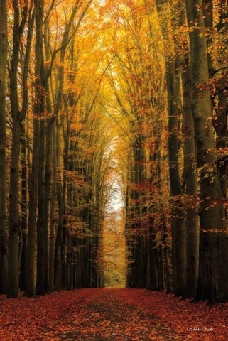 Highway to Heaven Black Ornate Wood Framed Art Print with Double Matting by Podt, Martin