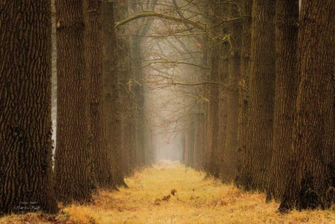 Yellow Path Black Ornate Wood Framed Art Print with Double Matting by Podt, Martin