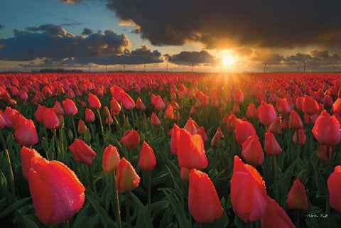 Tulips at Sunset White Modern Wood Framed Art Print with Double Matting by Podt, Martin