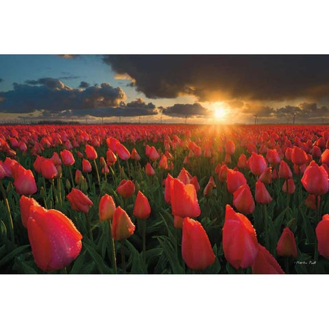 Tulips at Sunset Black Modern Wood Framed Art Print by Podt, Martin