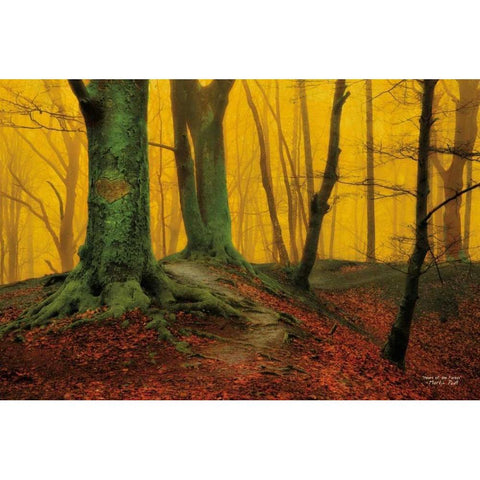 Heart of the Forest White Modern Wood Framed Art Print by Podt, Martin
